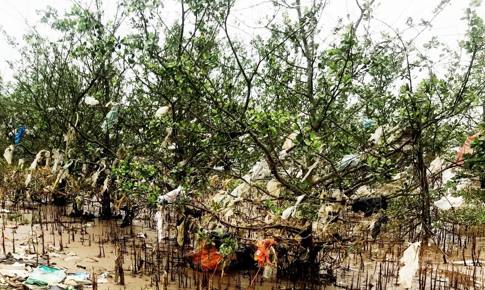 Kinh hãi cảnh tượng rừng bần bị bức tử bởi rác thải tấn công! - 16