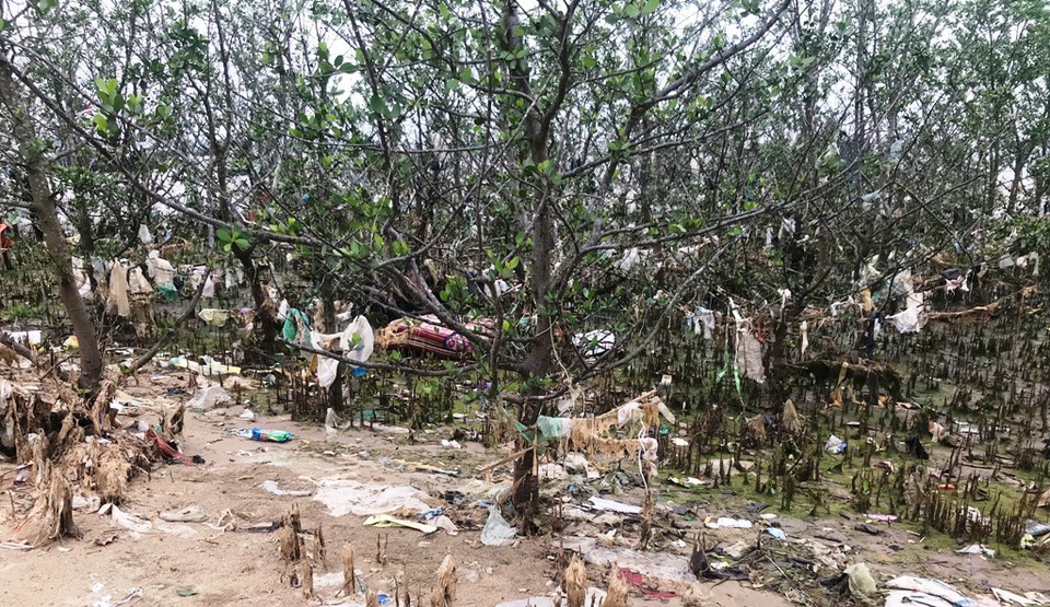 Rác ngập tràn rừng bần.