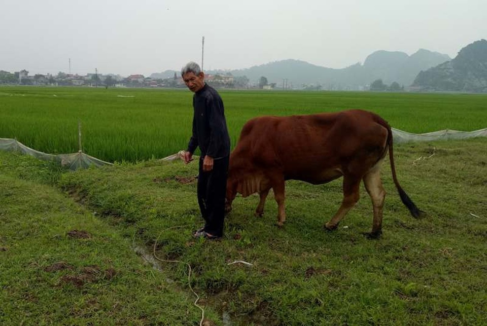 Nực cười chuyện chăn thả trâu bò phải đóng... phí đồng cỏ - 1 Người dân xã Thiệu Dương muốn chăn thả trâu bò ra đồng phải đóng phí