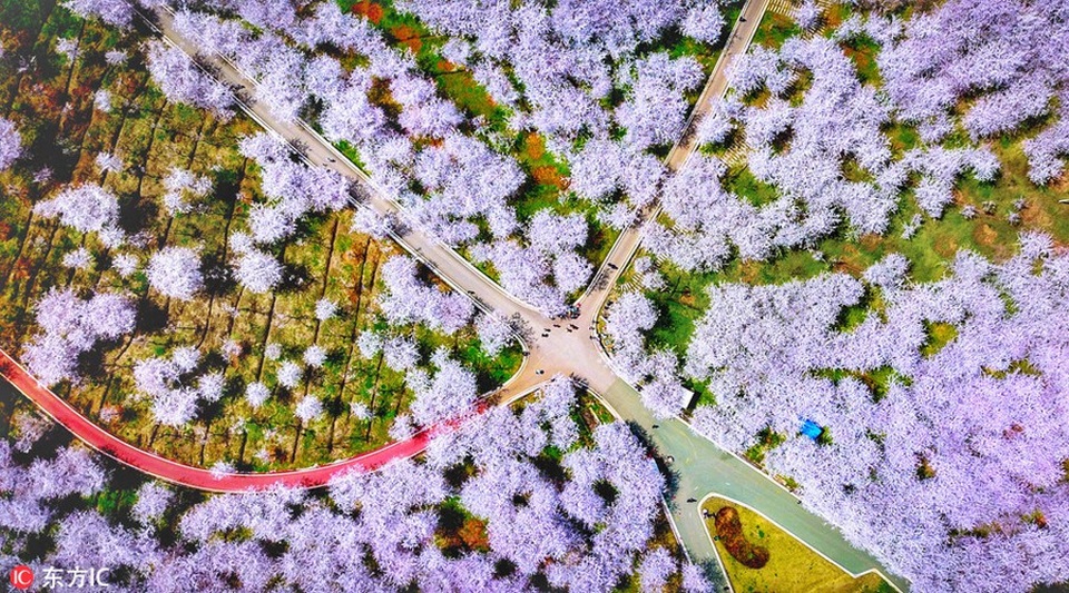Ngắm hòn đảo hoa anh đào ngoài đời thực “đẹp lịm tim” - 8 Khắp mọi lối đi đều phủ kín trong màu hoa