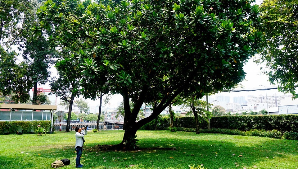 Bàng vuông Trường Sa tỏa bóng mát giữa Sài Gòn - 1 Cây bàng vuông mang từ Trường Sa về trồng tại TPHCM gần 20 năm đang vào độ nở hoa.