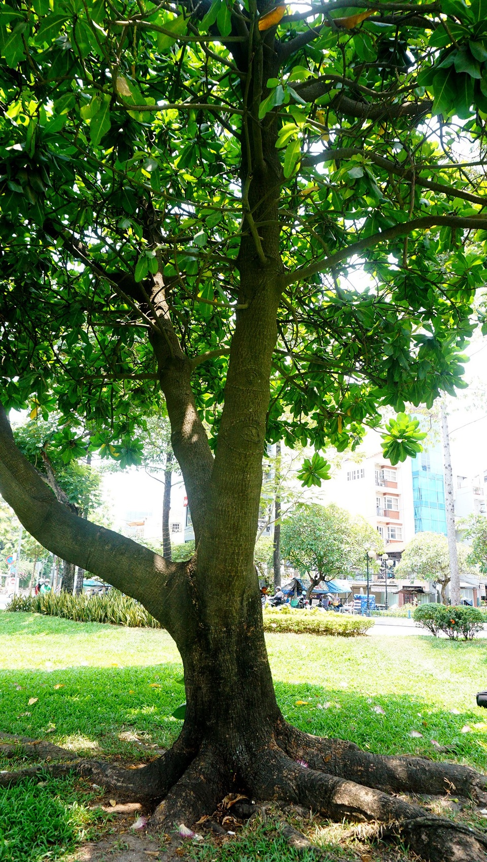 Bàng vuông Trường Sa tỏa bóng mát giữa Sài Gòn - 3 Sau gần 20 năm phát triển, cây bàng cao khoảng 6m.