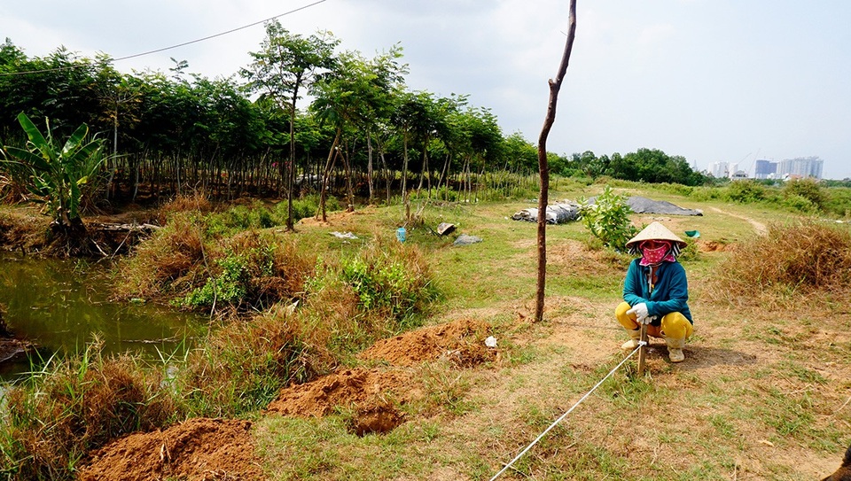 Cận cảnh khu đất "khủng" 30 ha, giá "bèo" khiến dư luận "dậy sóng" - 9 Những công nhân được thuê trồng cây bên trong khu đất.