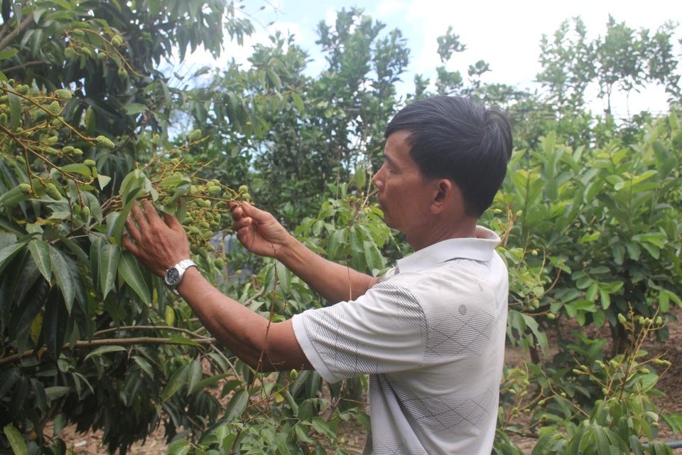 Lão nông "đút túi" nửa tỷ đồng mỗi năm từ vùng "đất chết" - 2 Các loại giống vải thiều được ông Đô trồng thử nghiệm và cho hiệu quả cao