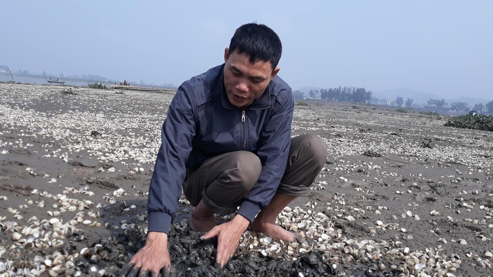 Xác định nguyên nhân hơn 90 tấn ngao chết trắng - 1 Anh Sơn xót xa nhìn hàng chục tấn ngao chết trắng đồng