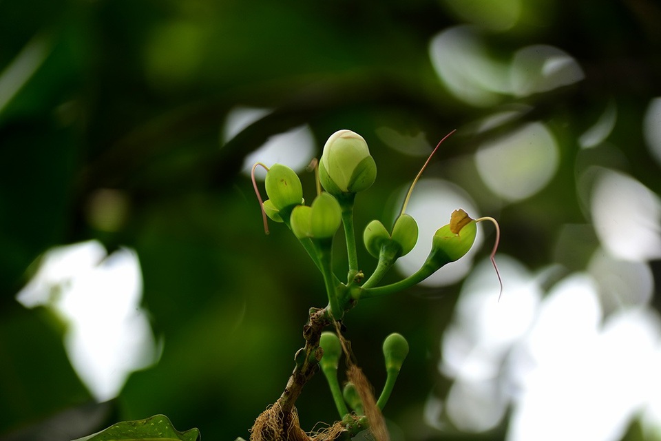 Bàng vuông Trường Sa tỏa bóng mát giữa Sài Gòn - 7
Sau khi rụng hết hoa, những trái bàng vuông bắt đầu thành hình.