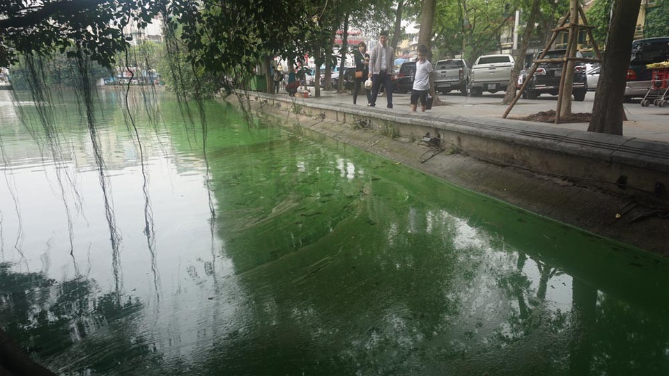 Mặt nước Hồ Gươm chuyển màu xanh "lạ" do tảo độc - 7
Người dân đi dạo quanh Hồ Gươm cảm thấy bất ngờ khi mặt nước chuyển màu xan bất thường.
