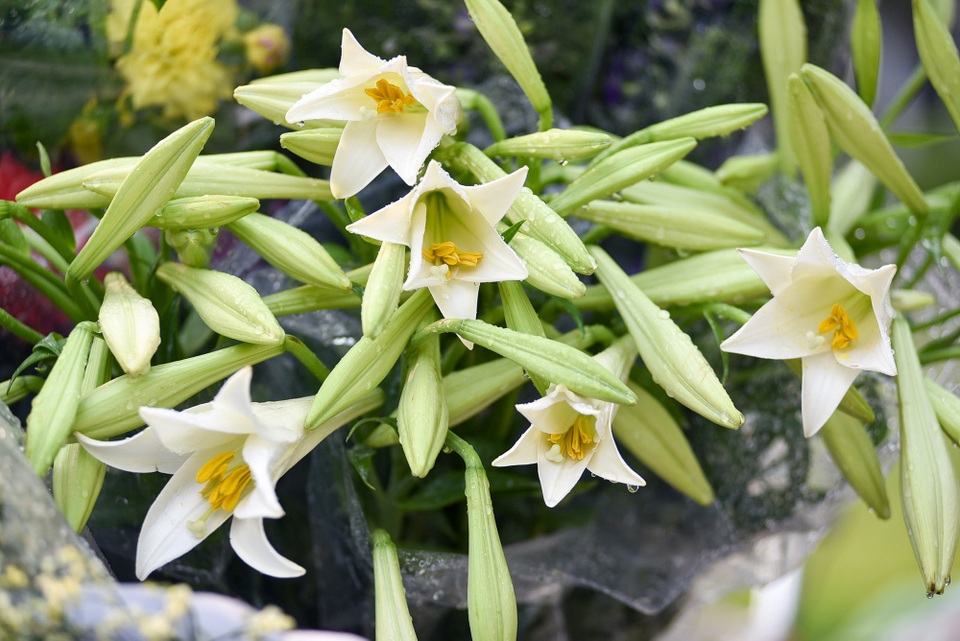 Hoa loa kèn được ưa chuộng vì dễ chăm sóc, củ giống giá rẻ và có thể trồng lại. Nếu được chăm sóc tốt, một củ giống có khi cho tới 15 - 16 bông hoa.