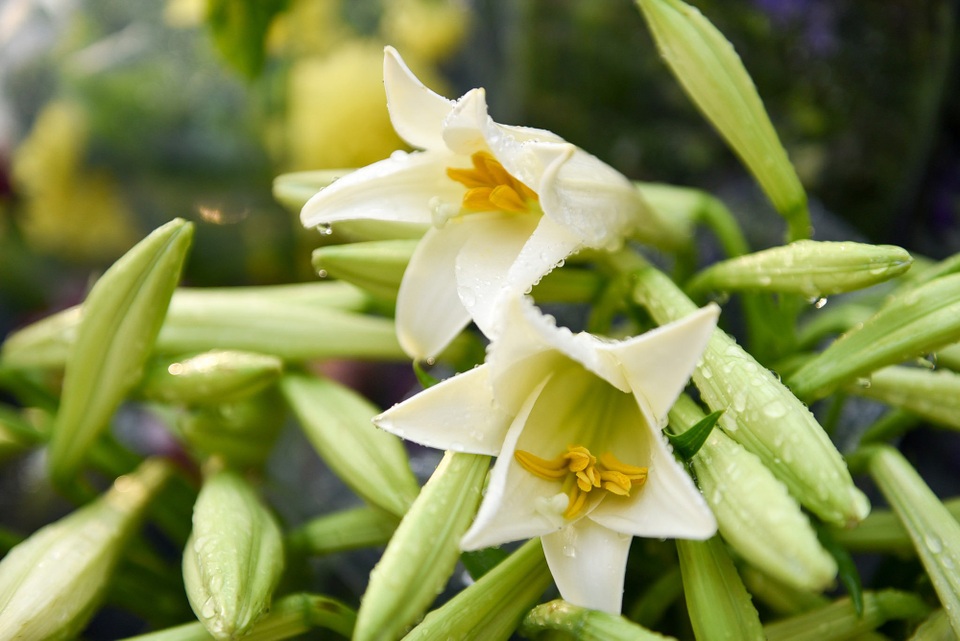 Theo một người bán hoa cho biết, thời điểm này những bông loa kèn được bán chủ yếu là kèn ta, thường có hoa nhỏ hơn kèn tây nhưng lại đậm hương.