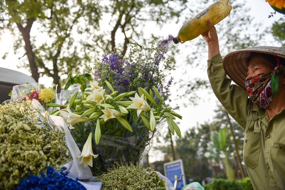 Hoa loa kèn rất nhạy cảm, ở ngoài trời những bông hoa lúc nào cũng phải đẫm nước để tránh khỏi bị héo.