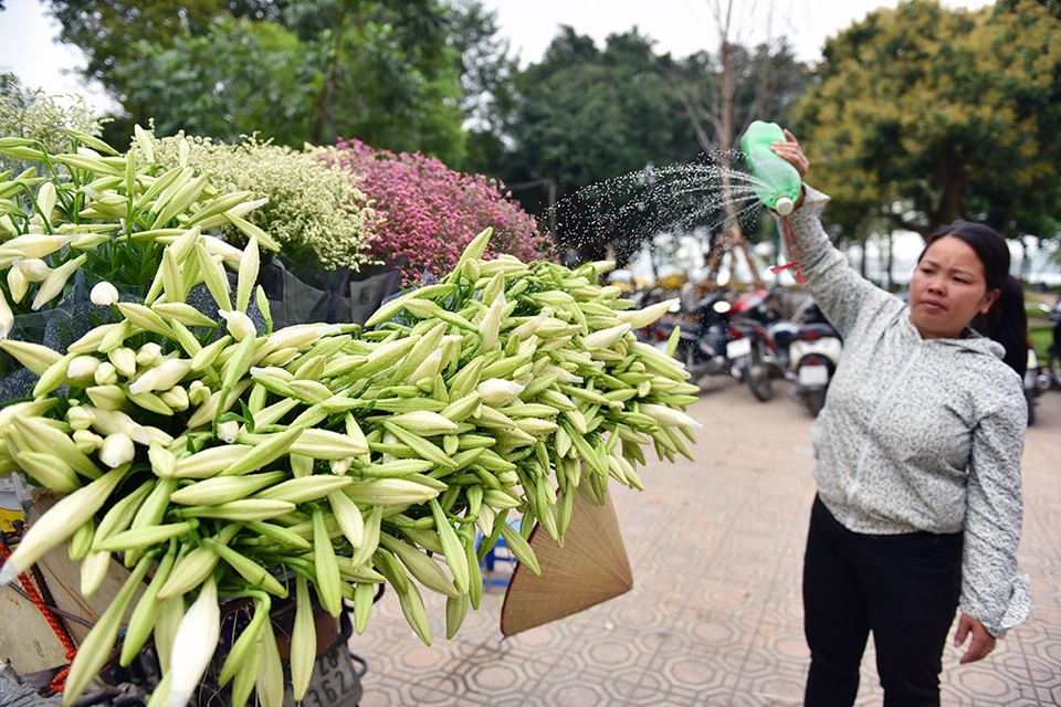 Ở Hà Nội, hoa loa kèn được bán nhiều ở các phố Phan Đình Phùng, Kim Mã, Láng Hạ… Những bông hoa trắng muốt được xếp thành bó lớn, chở trên những gánh hàng rong tạo nên nét chấm phá riêng cho Hà Nội.