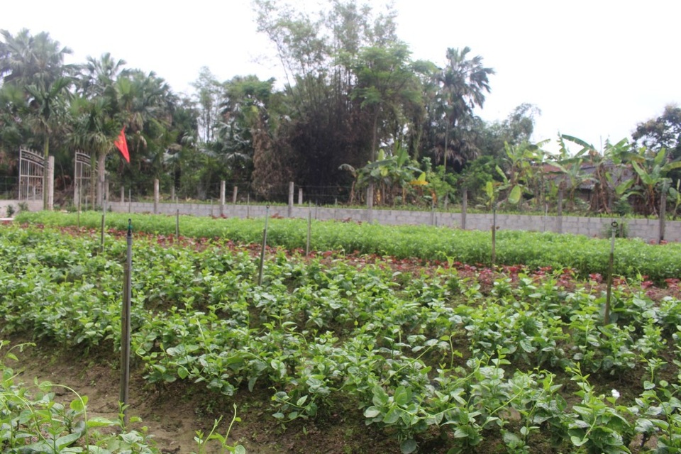 Vườn rau hơn 300m2 là nguồn thu chủ lực cho gia đình
