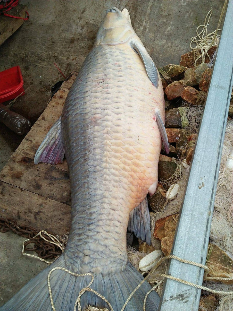 Bắt được cá trắm đen khủng nặng 61kg ở hồ Thác Bà - 1
Con cá trắm đen nặng 61 kg do ngư dân đánh lưới bắt được tại hồ Thác Bà (ảnh: Đ.Q.V).