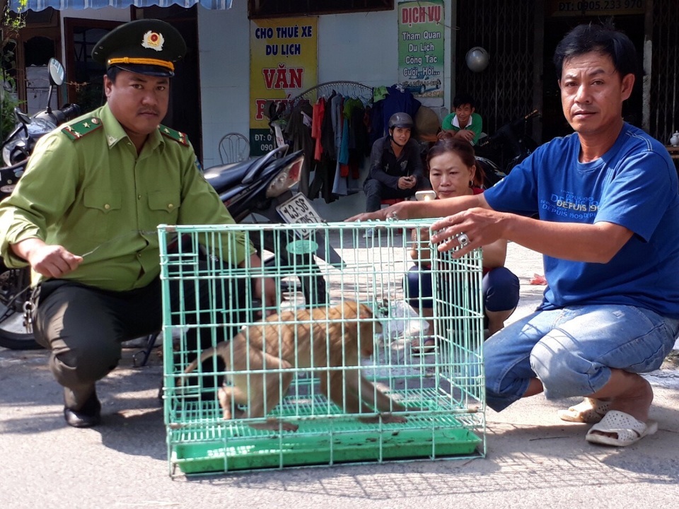 Thả hai cá thể khỉ về môi trường tự nhiên - 1 Cá thể khỉ đuôi lợn