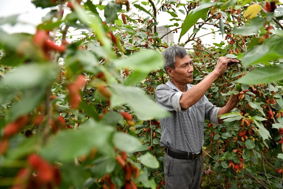 Nông dân Hà Nội tất bật thu hoạch dâu chín - 4
Ông Phóng (chủ vườn dâu) cho biết: Dâu năm nay đẹp đều quả hơn năm ngoái nên giá cũng nhỉnh hơn. Do thời tiết năm nay dâu chín rộ nhanh nên việc thu hoạch dâu gấp, nếu không thu hoạch kịp dâu có thể rụng hỏng”.