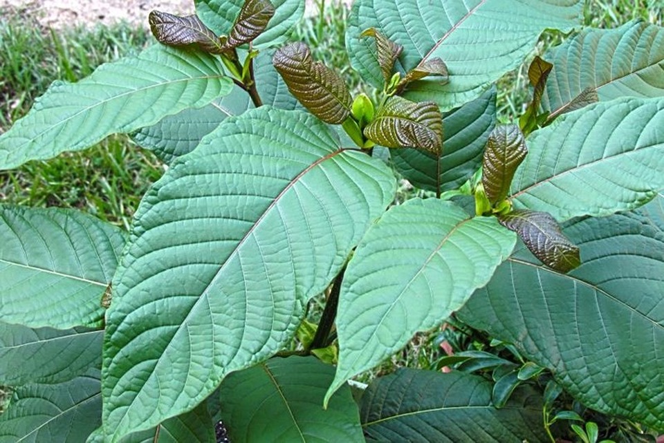 Chất gây nghiện mới 'chết người' tấn công giới trẻ? - 6 Cây kratom thuộc họ cà phê. Ảnh: ITN
