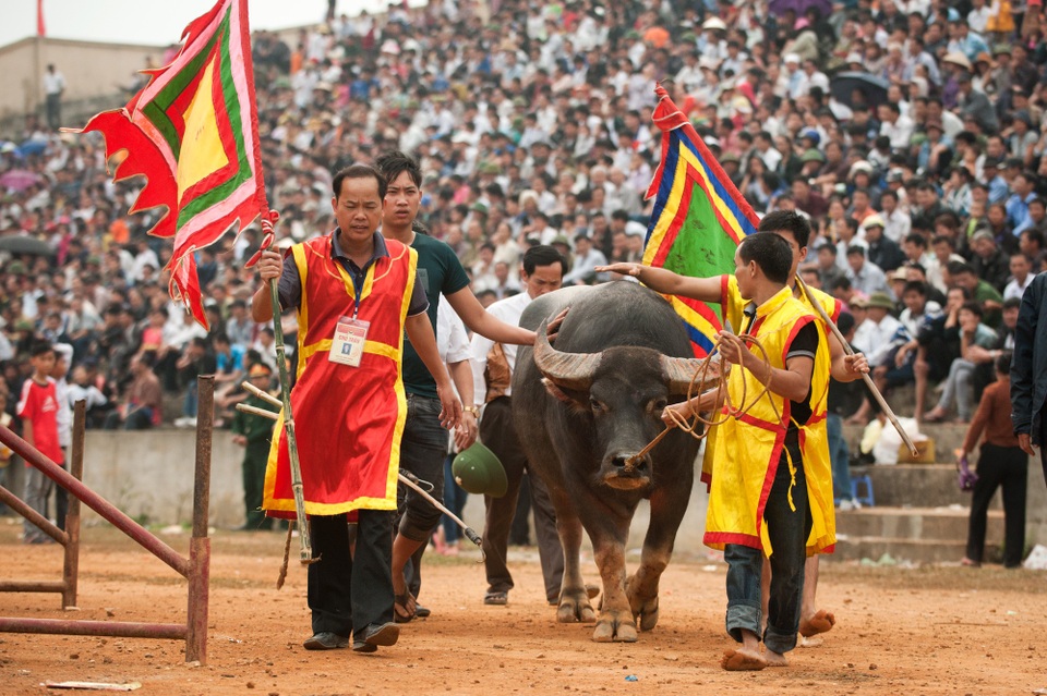 Sẽ tạm dừng 3 lễ hội chọi trâu Phù Ninh, Hải Lựu và Đồ Sơn...? - 2 Chọi trâu Phù Ninh - Phú Thọ năm 2018. Ảnh: TL.