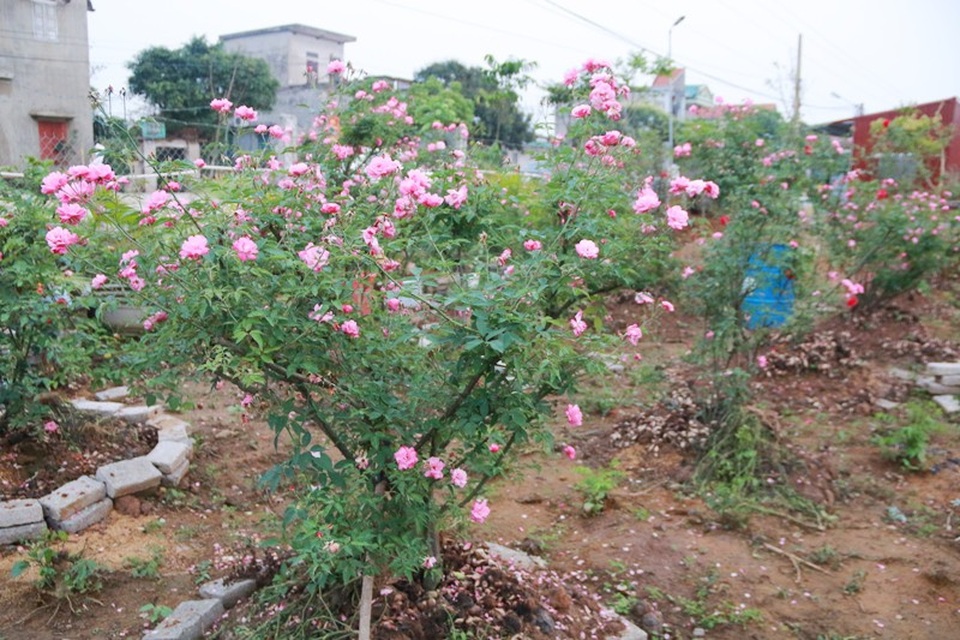Ngắm vườn hồng cổ “nghìn người mê” của anh nông dân Ninh Bình - 5 Vườn hồng cổ của anh Hưng nhiều nhất là hường hồng cổ. Đây là loại hoa mà đa số các hộ dân hay trồng vì loại hoa này sống rất khỏe, ra nhiều hoa, cây xanh tốt quanh năm. Cây hường hồng 60 năm tuổi được anh Hưng mua về trồng gần một năm đã có người trả giá gấp đôi tuy nhiên anh chưa muốn bán.