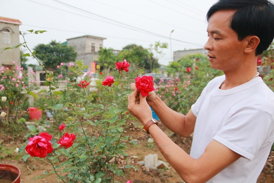 Ngắm vườn hồng cổ “nghìn người mê” của anh nông dân Ninh Bình - 7
Cây hồng nhung cổ hơn chục năm tuổi được anh Hưng chăm sóc rất kỹ càng. Anh nông dân ngoài 40 tuổi chia sẻ, chăm hoa hồng cũng như chăm con mọn. Loài hoa kiêu sa này tuy dễ trồng nhưng để chăm sóc cho hoa đẹp và lưu lâu thì cần phải có kỹ thuật cao.