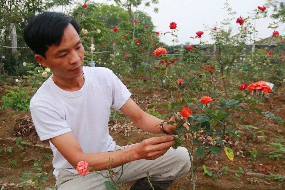 Ngắm vườn hồng cổ “nghìn người mê” của anh nông dân Ninh Bình - 4 Cây hồng cổ Tỉ Muội - đây là cây hồng hiếm có, anh Hưng chỉ sưu tầm được một cây duy nhất. Loại hồng cổ này hoa nhỏ và đẹp, lá xanh thẫm, thời gian lưu hoa hơn một tuần, mùi thơm đặc trưng nên được rất nhiều người yêu thích.