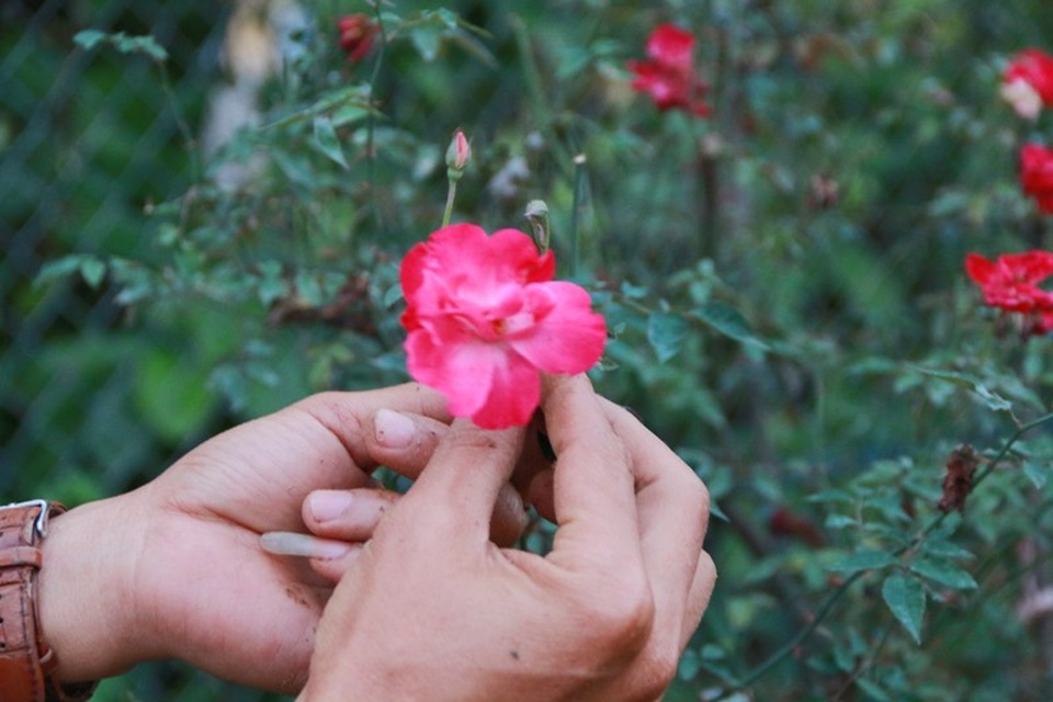 Ngắm vườn hồng cổ “nghìn người mê” của anh nông dân Ninh Bình - 9
Trong vườn của gia đình anh Hưng chỉ có duy nhất một cây hồng giá trị này. Loài hồng Huế cổ rất hiếm, cả Ninh Bình hiếm có cây thứ hai, loài hoa này lá nhỏ, hoa cánh mỏng, mày hồng nhạt, thân nhiều gai, mùi thơm rất đặc biệt - anh Hưng nói và cho biết thêm, loài hoa này cũng rất khó nhân giống.