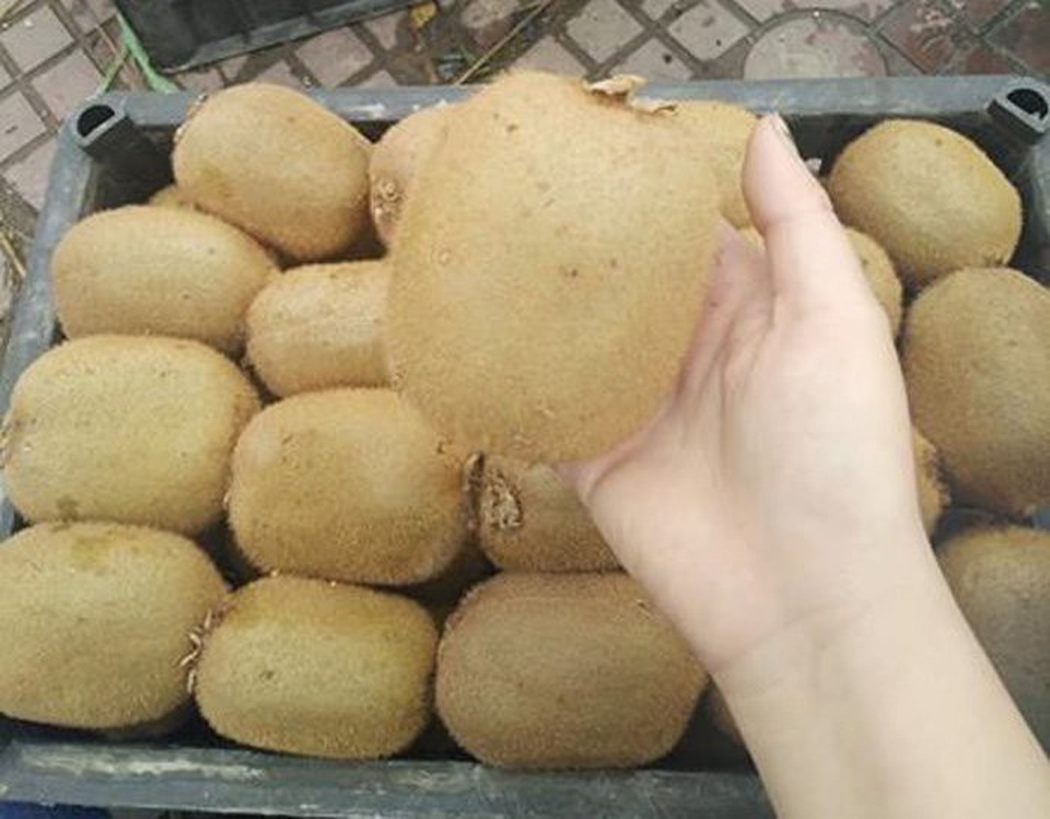 Kiwi giải nhiệt: Hàng Trung Quốc ngập tràn, bỗng nhiên mất tích bí ẩn - 2
Tại chợ đầu mối, kiwi Trung Quốc tràn ngập, nhưng khi bán lẻ thì kiwi Trung Quốc biến mất một cách bí ẩn