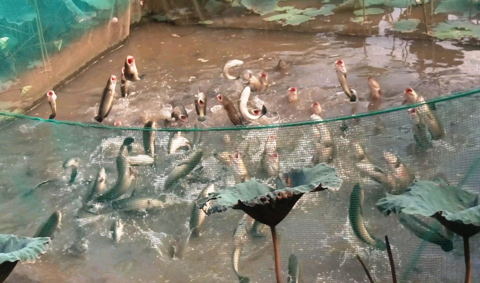 Kỳ diệu đàn cá lóc biết bay, chủ nhân thu tiền tỷ từ khách du lịch - 3 Kỳ diệu đàn cá lóc biết bay, chủ nhân thu tiền tỷ từ khách du lịch - 3