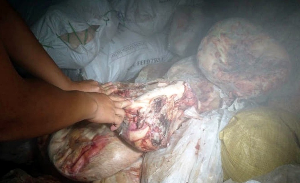 Liên tiếp bắt hơn 6 tấn nội tạng động vật bốc mùi - 3 Dù được bỏ trong tủ đông lạnh nhưng số nội tạng này đã bốc mùi. (Ảnh: H.Q)