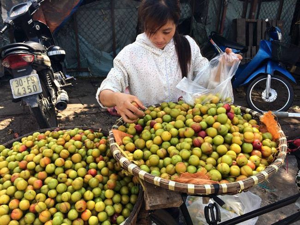 Mận đầu mùa, khá nhiều hàng Trung Quốc vẫn tranh nhau mua - 1
Có một lượng không nhỏ mận Trung Quốc bán trên thị trường mà không ít người tưởng là mận Việt Nam