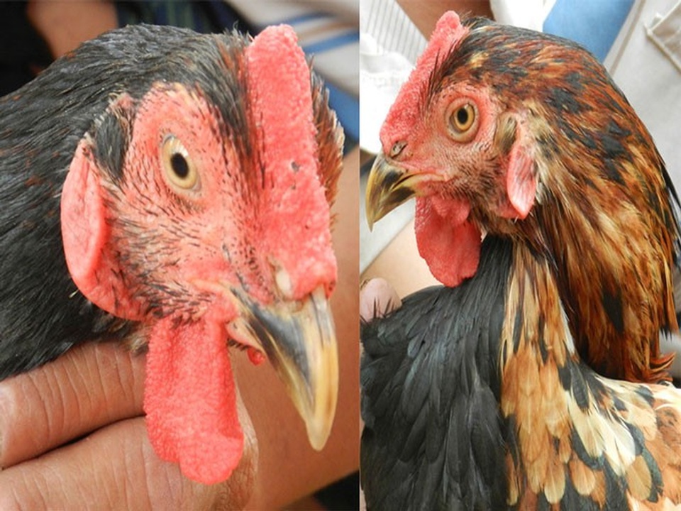 Khó tin: Khúc gỗ sưa cổ 1,5 tỷ đồng, cây lộc vừng mang bầu 7 tỷ đồng - 4
Một bên mặt gà lông đen, có tích thòng giống gà trống, bên mặt còn lại có lông vàng, tích xoăn giống gà mái.
