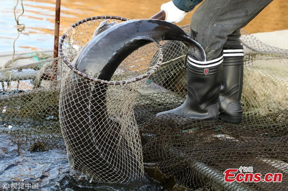 Bắt được cá tầm dài gần 2 mét, cực kỳ quý hiếm - 2 Con cá tầm nếu mang trong mình ổ trứng sẽ còn có giá trị hơn nhiều.