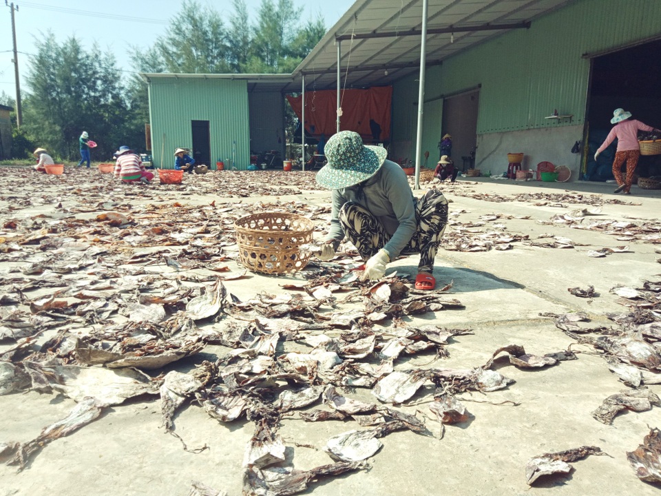 Được mùa mực khơi, ngư dân kiếm tiền tỷ - 2 Công nhân đang phơi mực khô ở cảng An Hòa để xuất khẩu