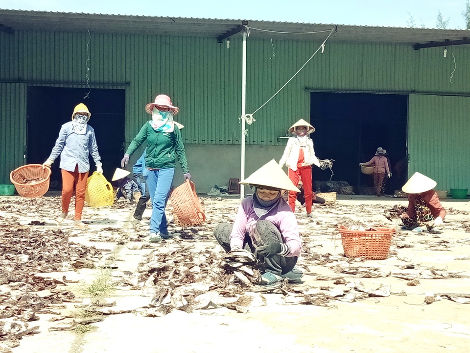 Được mùa mực khơi, ngư dân kiếm tiền tỷ - 3 Nhân công đang phân loại mực để bán cho thương lái, xuất đi nước ngoài
