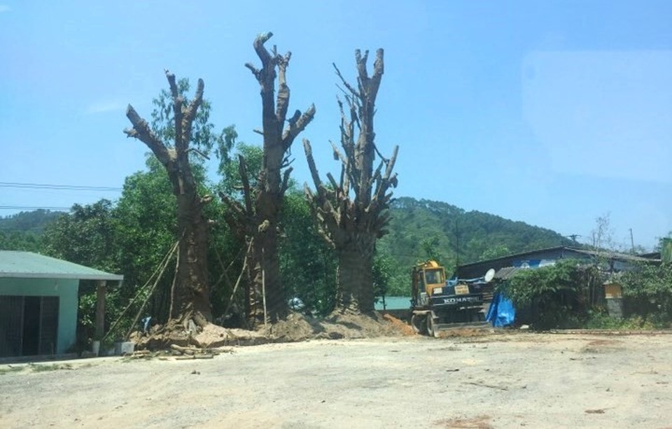 3 cây “quái thú” được trồng bất đắc dĩ bên vệ đường để cứu cây sống - 1 3 cây quái thú đã được trồng vào sáng 22/4