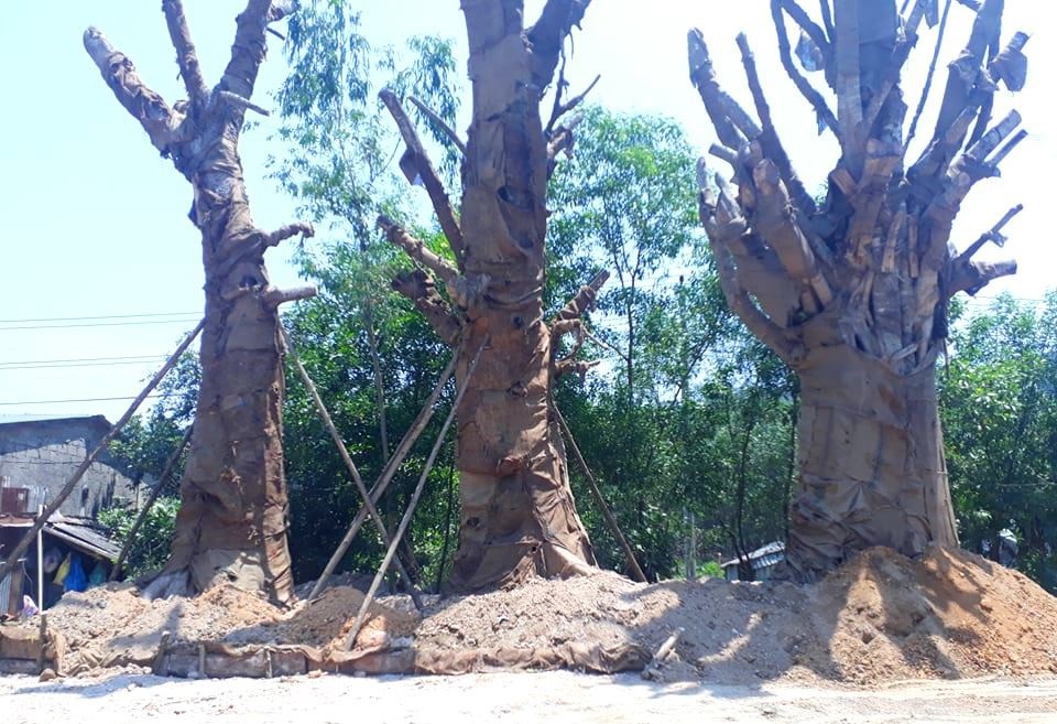 3 cây “quái thú” được trồng bất đắc dĩ bên vệ đường để cứu cây sống - 2 3 cây to sừng sững