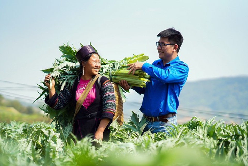 Bất ngờ với dược liệu chuẩn WHO của người H’Mông - 2 Cán bộ kỹ thuật của công Ty Traphaco hướng dẫn bà con trông và thu hoạch Atiso đúng tiêu chuẩn GACP – WHO.