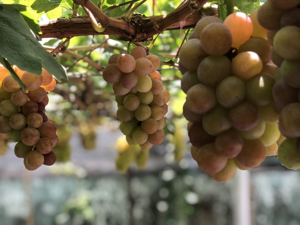"Lạc" vào vườn nho trĩu quả, chín mọng giữa Sài Gòn - 7 Nho ở đây trái to, chắc thịt nên mỗi chùm lớn có thể nặng đến 0,5kg