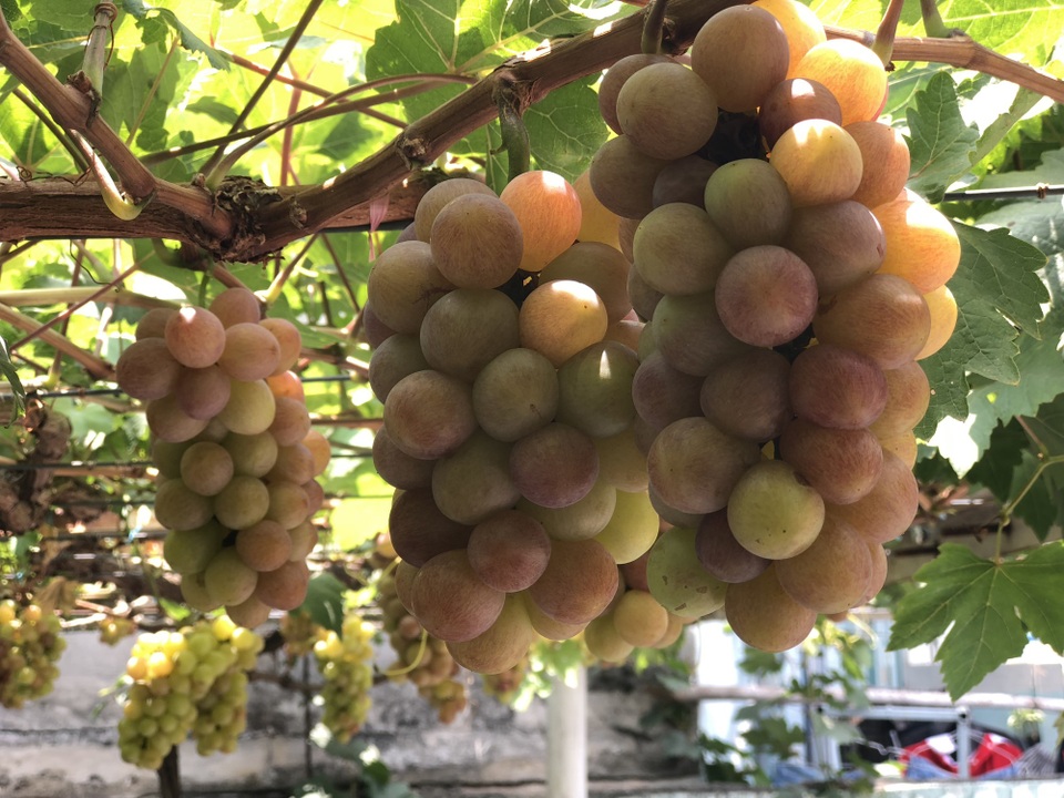 "Lạc" vào vườn nho trĩu quả, chín mọng giữa Sài Gòn - 5 Từng chùm nho đang chuyển từ xanh sang tím, báo hiệu đã đạt đến độ chín để thu hoạch