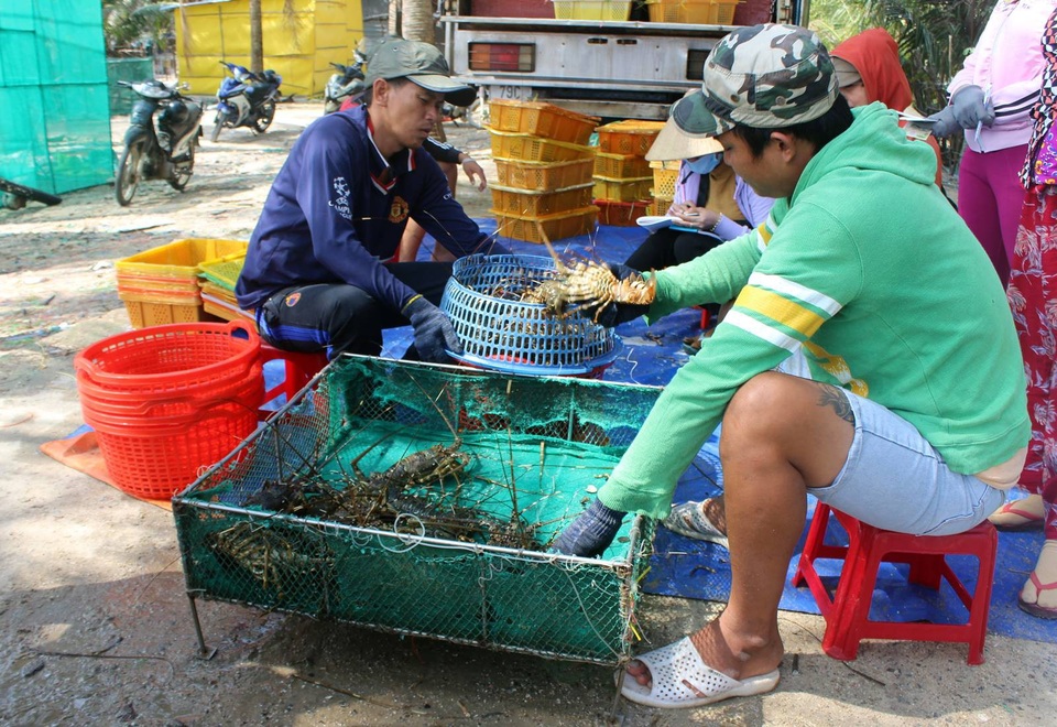 Tôm hùm được xuất bán ngay tại bờ cho tư thương