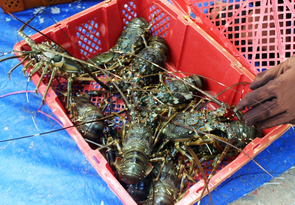 Tái sinh vùng đất mất hàng ngàn lồng nuôi tôm hùm do bão - 6