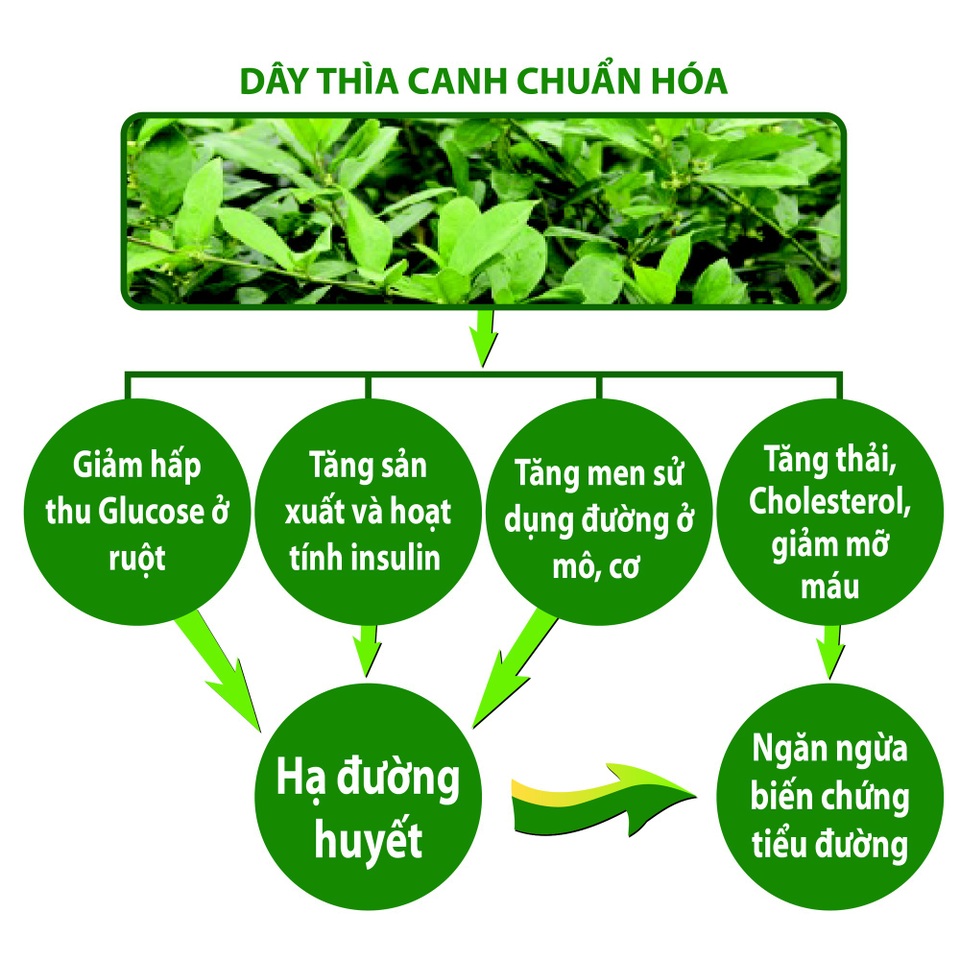 Mẹo ăn cơm trắng mà không làm đường huyết tăng cao - 4 Cơ chế tác động của dây thìa canh chuẩn hóa