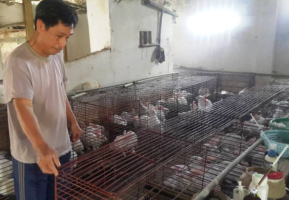 Lão nông kiếm chục triệu đồng/tháng dễ như “trở bàn tay” nhờ nuôi thỏ ngoại - 6 Lão nông U70 bên cơ ngơi thỏ ngoại mỗi tháng đút túi 15 triệu đồng dễ như trở bàn tay của gia đình.
