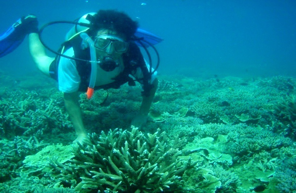 Những điểm đến ở Cù Lao Chàm mà du khách không nên bỏ qua - 10 Lặn biển ngắm san hô