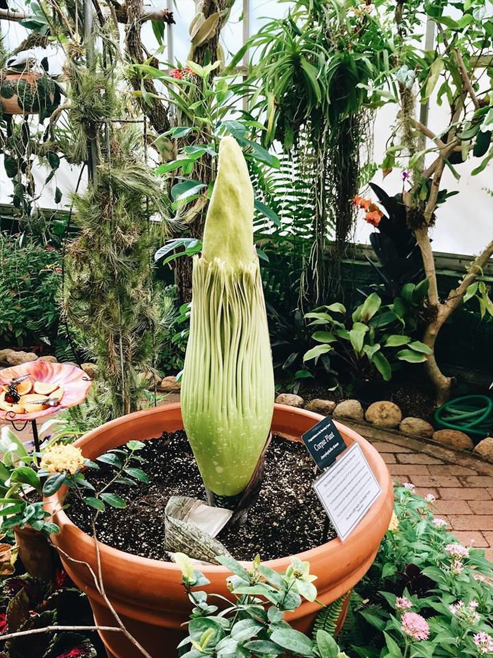 Hàng nghìn du khách “nín thở” chờ hoa xác chết 10 năm 1 lần nở rộ - 1 Hoa xác chết nằm tại khu vườn thực vật Tucson, Mỹ