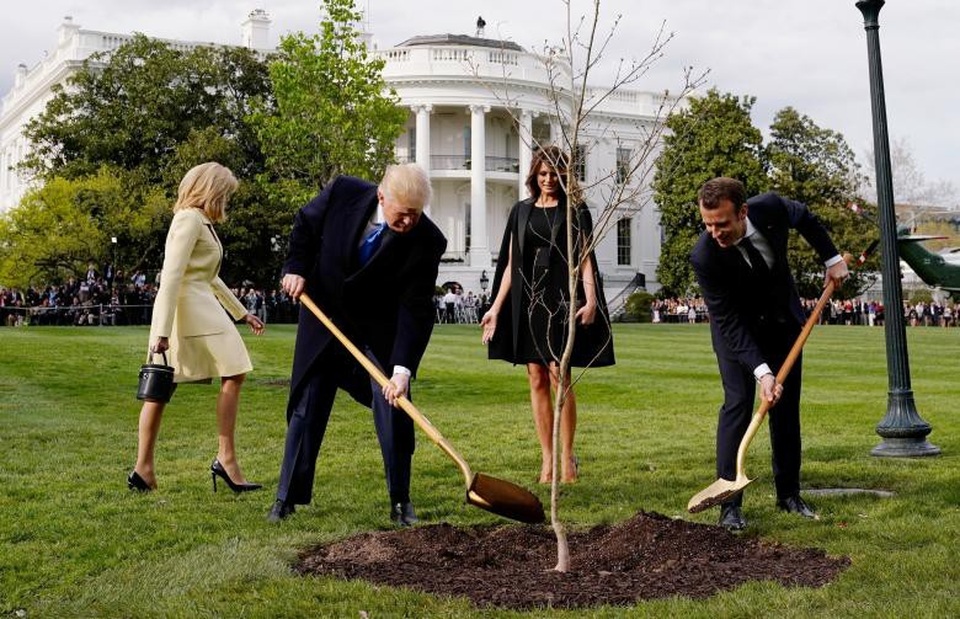Mỹ bắn đại bác đón Tổng thống Pháp theo nghi thức cao nhất - 7 Tổng thống Trump và Tổng thống Macron cùng nhau trồng cây ở bãi cỏ phía Nam Nhà Trắng. Đây là cây sồi được lấy từ khu rừng Belleau phía đông bắc thủ đô Paris, Pháp - nơi 9.000 binh sĩ Mỹ đã thiệt mạng trong Chiến tranh thế giới thứ I. (Ảnh: Reuters)