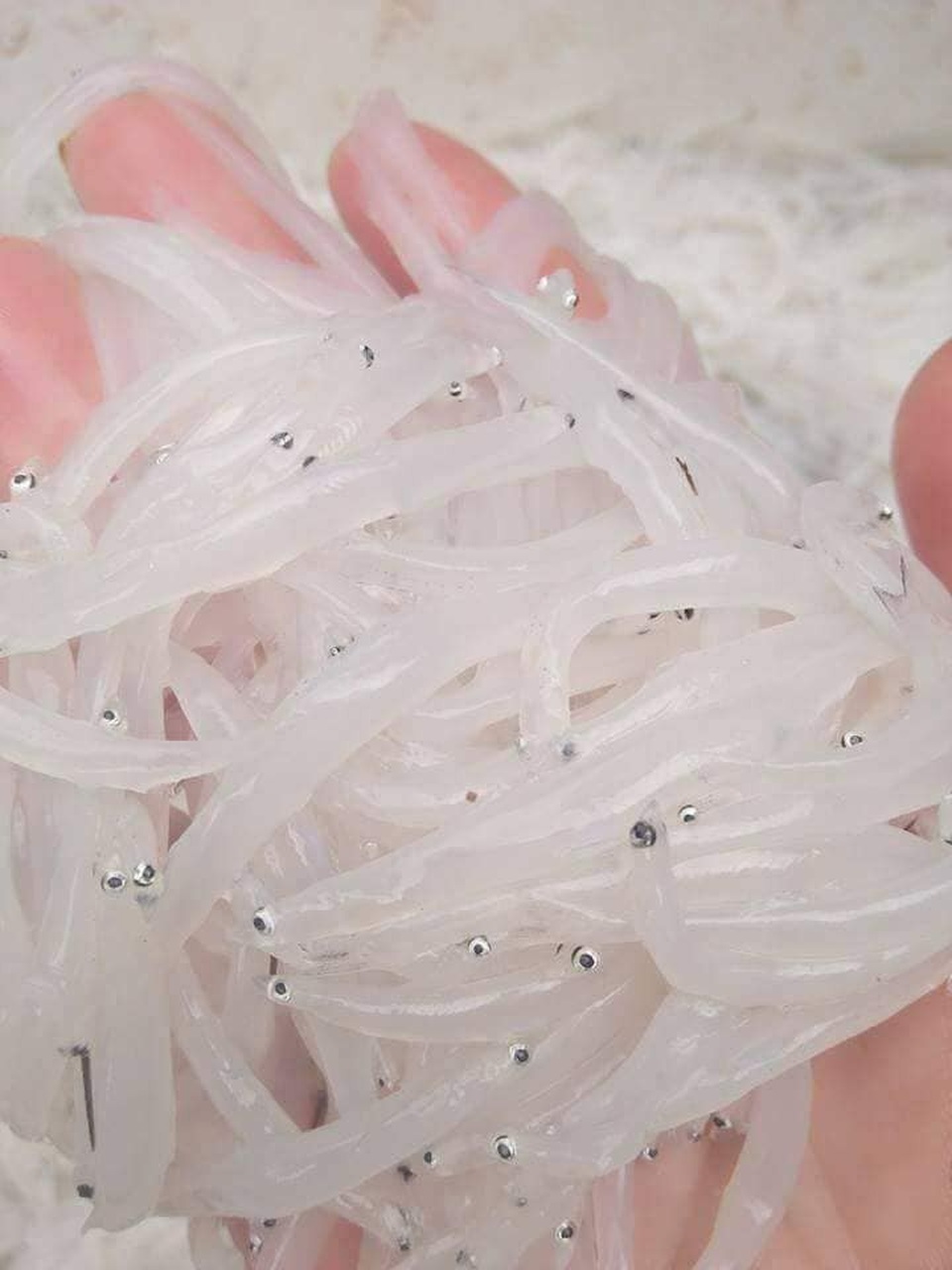 Trong như thủy tinh, mềm hơn bún: Bí ẩn loài cá hiếm sông Đà - 1
Cá ngần - loại cá hiếm ở sông Đà đang được dân Hà thành săn mua về ăn