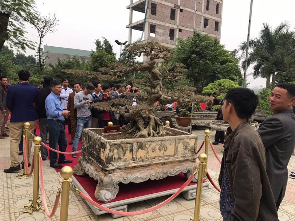 Đại gia Việt đổi 8 lô đất, mang bao tải tiền mua “siêu cây” trăm tuổi - 10 Cây sanh Dấu ấn thời gian từng được chính tay nghệ nhân Cường họa sỹ tạo tác, chỉnh sửa