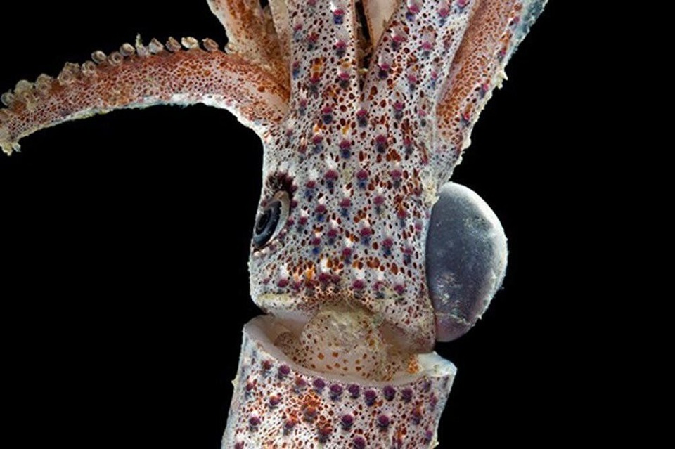 Hàng chục sinh vật lạ được tìm thấy ở Indonesia - 3
Cá mực Cock-Eyed Squid.