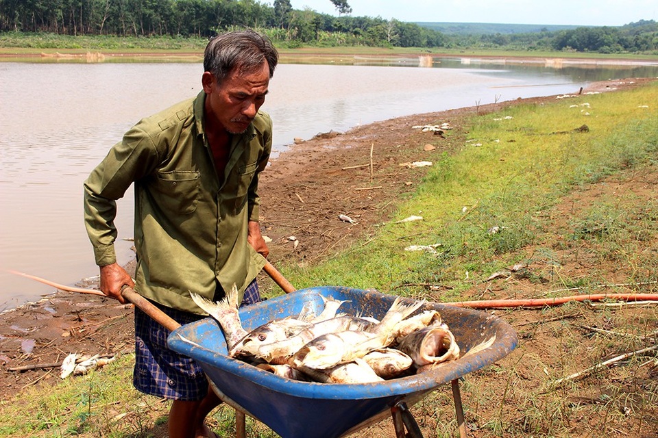 Tìm ra nguyên nhân khiến hàng chục tấn cá chết trắng hồ thủy lợi - 4 Gia đình ông Cù đang đối mặt với nguy cơ trắng tay do cá chết hàng loạt.