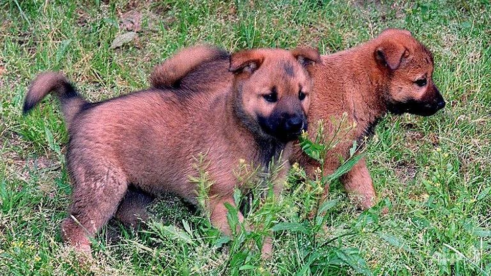 Lãnh đạo Hàn - Triều từng tặng nhau quà gì tại hội nghị thượng đỉnh? - 1 Cặp chó Jindo do cố Tổng thống Kim Dae-Jung tặng cho cố lãnh đạo Kim Jong-il năm 2000 (Ảnh: AFP)